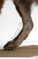  Red fox leg 0019.jpg